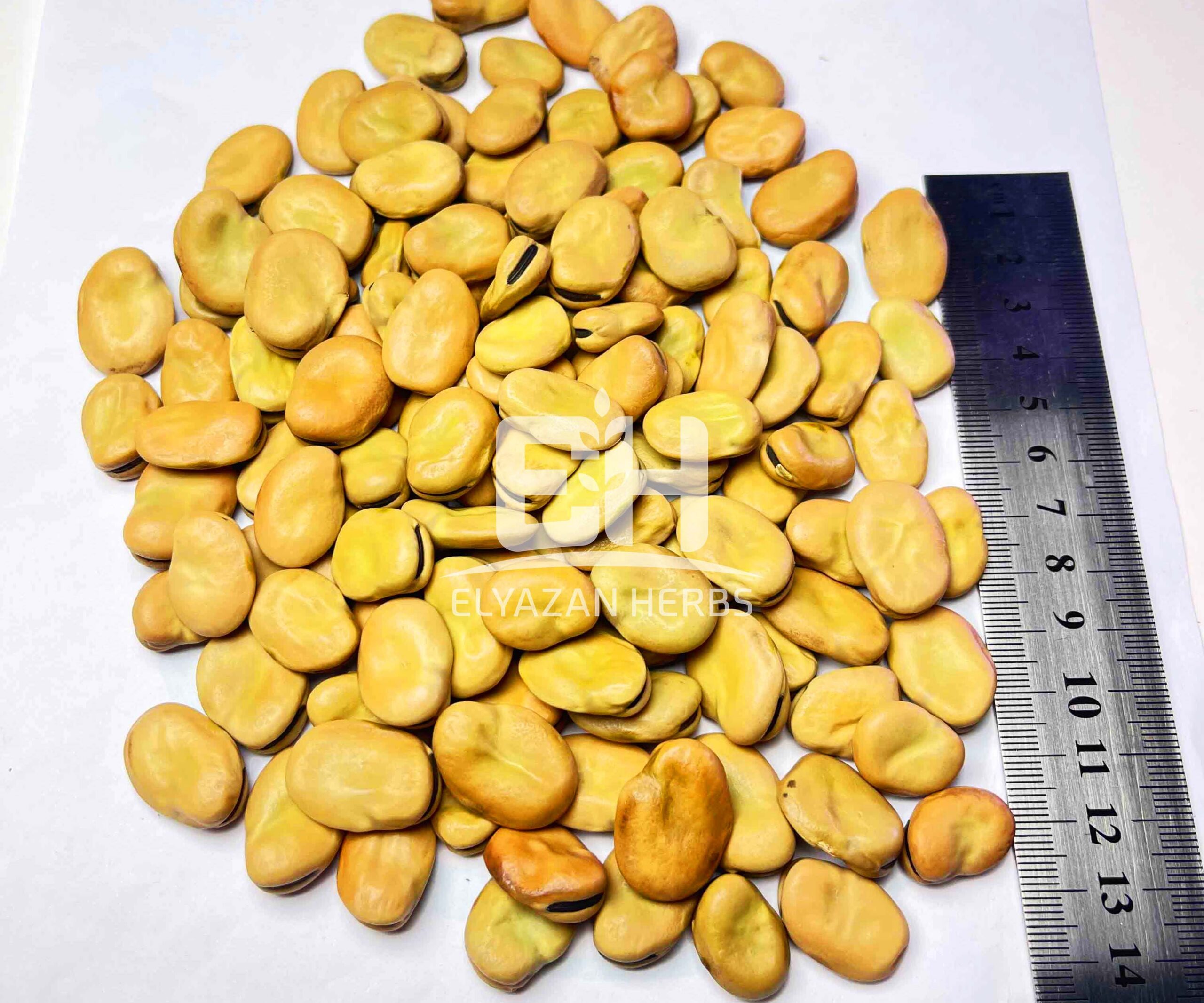 BROAD BEANS - Image 2