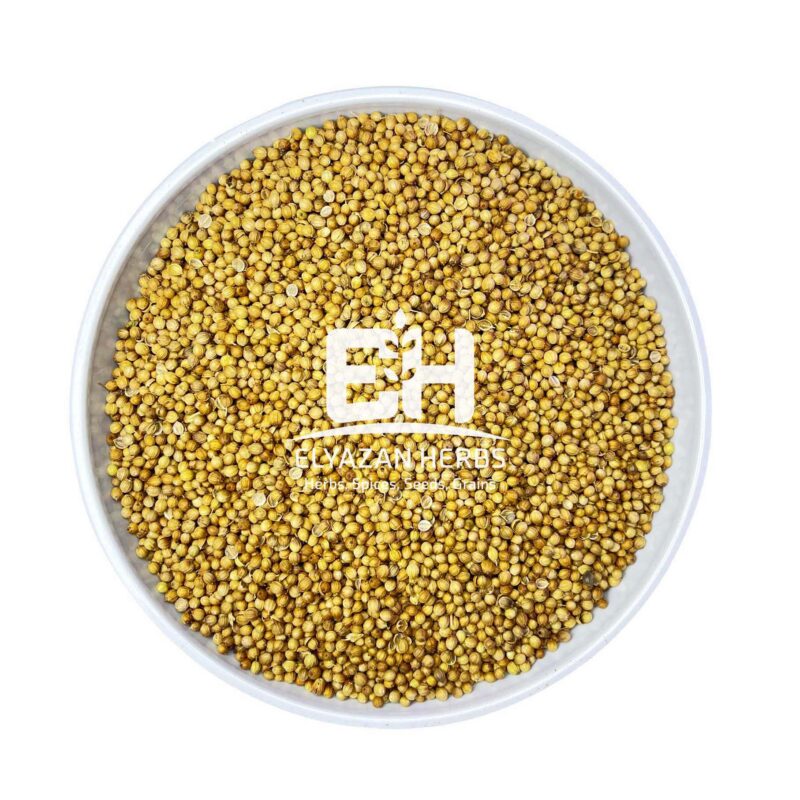 CORIANDER