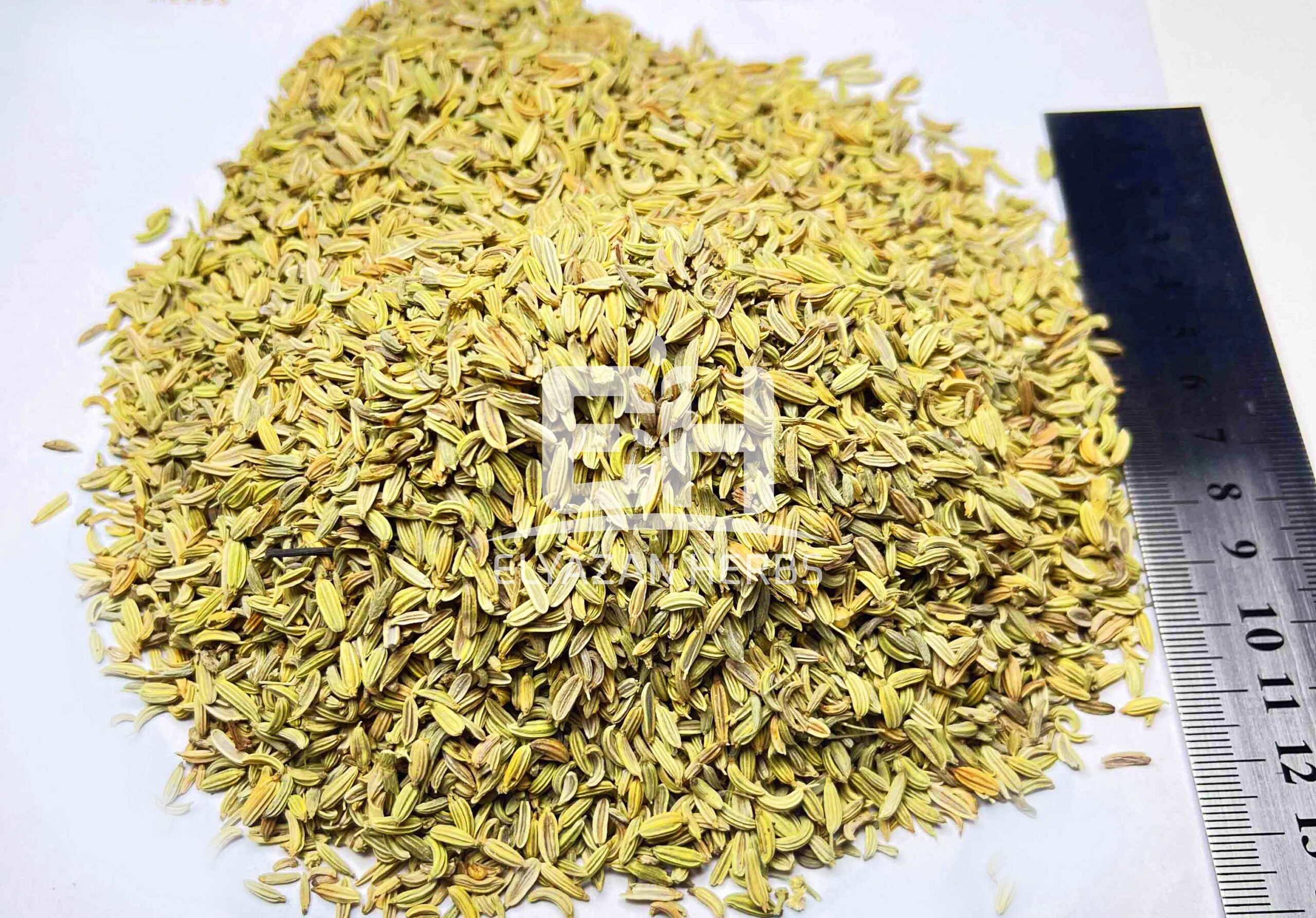 FENNEL - Image 2