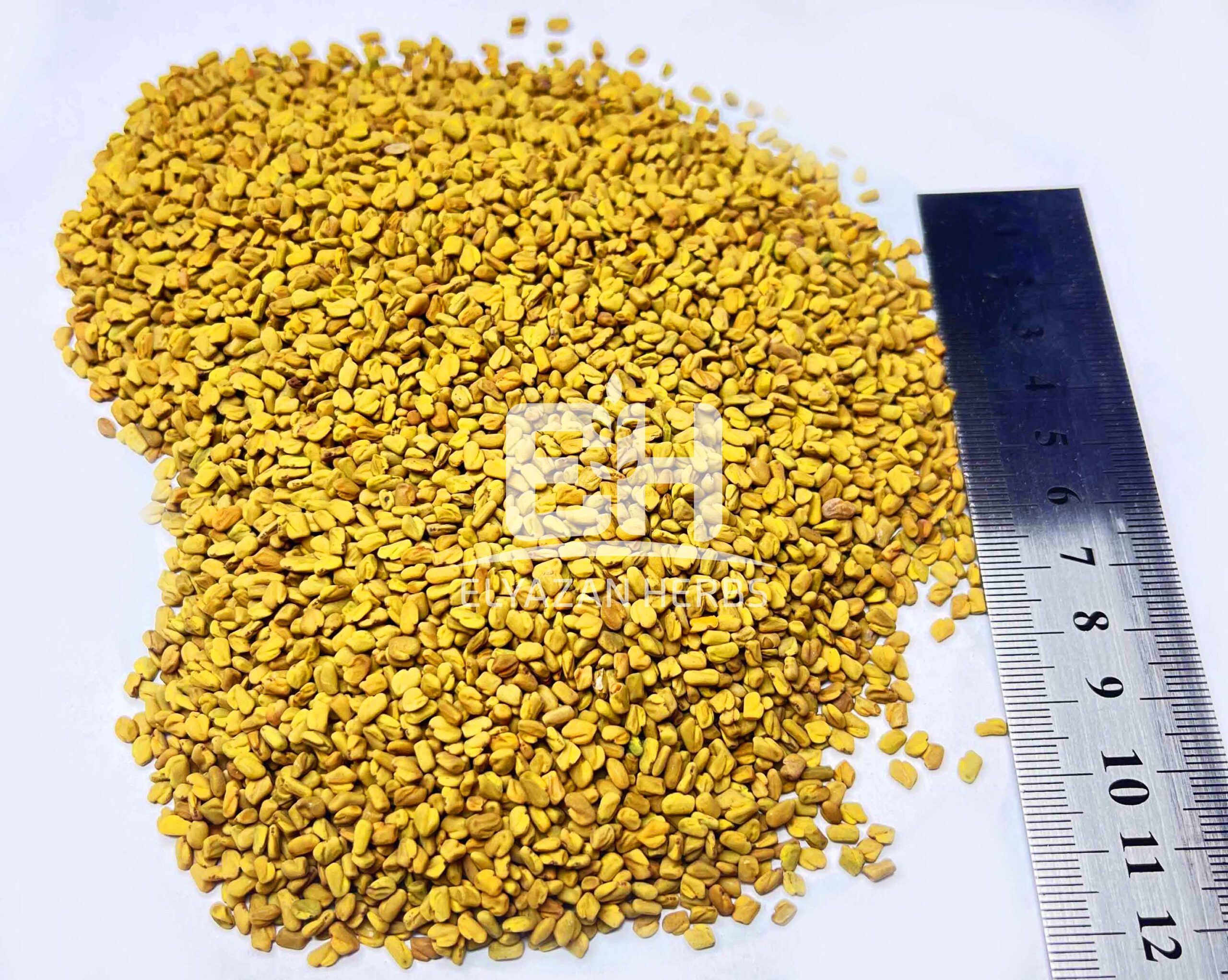 FENUGREEK SEEDS - Image 2