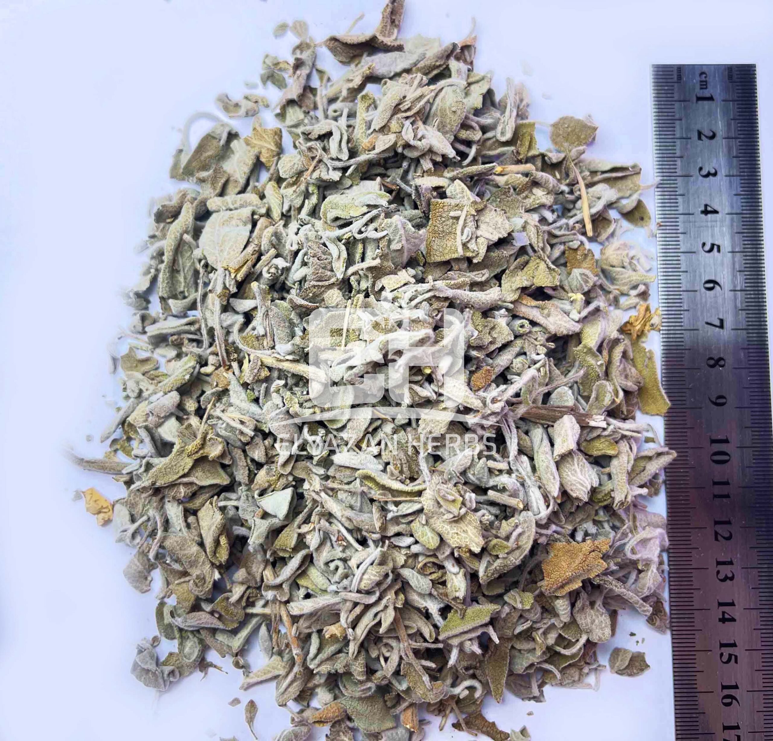 Sage - Image 2