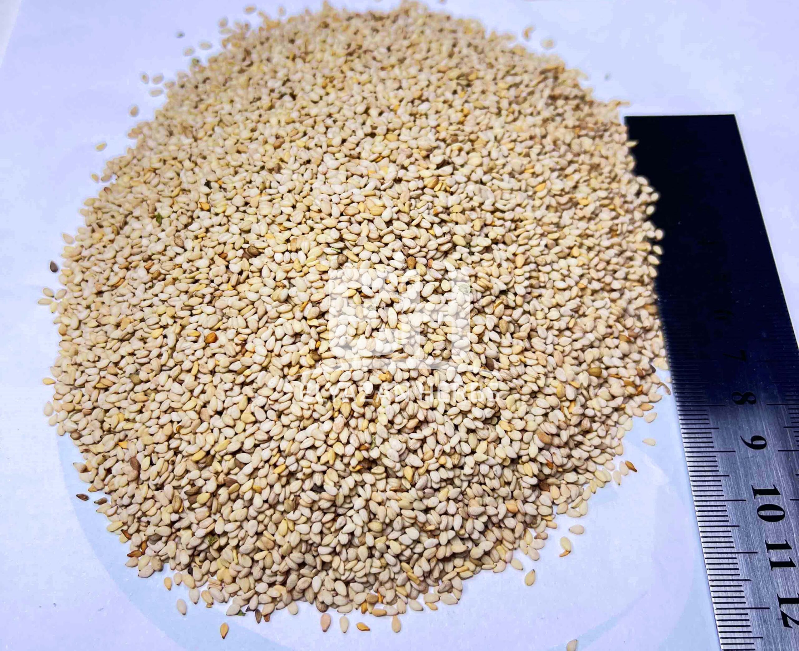 SESAME SEEDS - Image 3